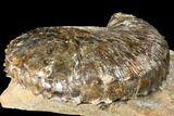 Fossil (Jeletzkytes) Ammonite - South Dakota #129526-3